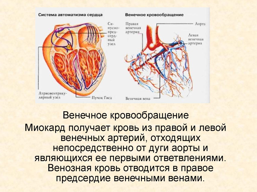 Правая сердечная артерия. Вены системы венечного синуса сердца. Коронарные сосуды сердца, венечный круг. Кровеносная система миокард сердце. Артериальные сосуды кровоснабжающие миокард:.
