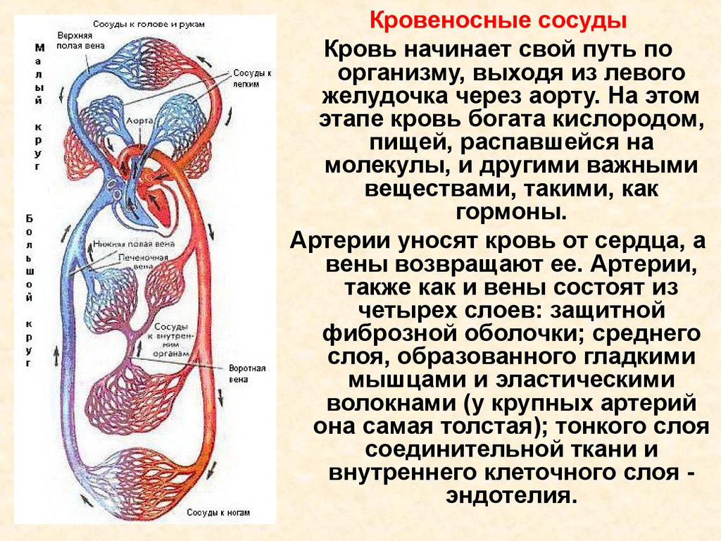Кровь поступает в легкие по сосудам круга. Схема большого круга кровообращения в организме человека. Большой круг кровообращения схема аорта. Органы кровообращения сердце сосуды кровь. Строение сердечно сосудистой системы человека.