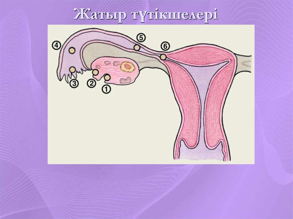 Женские половые органы яичник. Маточные трубы. Физиология маточной трубы. Маточная труба анатомия. Маточные трубы и яичники анатомия.