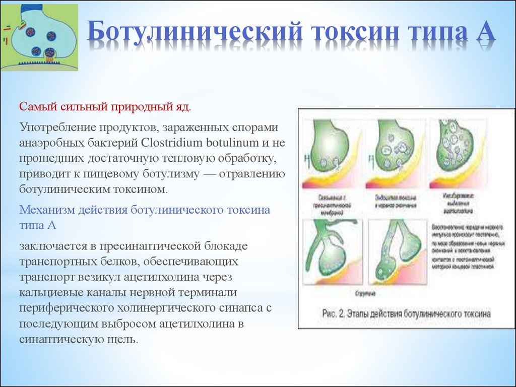 Сильнейшие токсины. Ботулинический Токсин типа а. Механизм действия ботулотоксина типа а. Ботулинический Токсин механизм. Ботулинический Токсин схема.