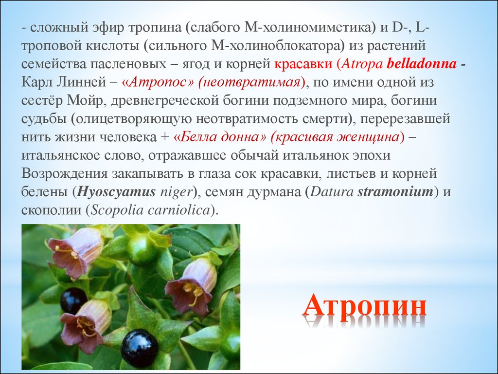 Алкалоид в чайных листьях. Алкалоиды атропина растение содержащее. Атропин белладонна. Лекарственные растения содержащие атропин. Растительные алкалоиды.