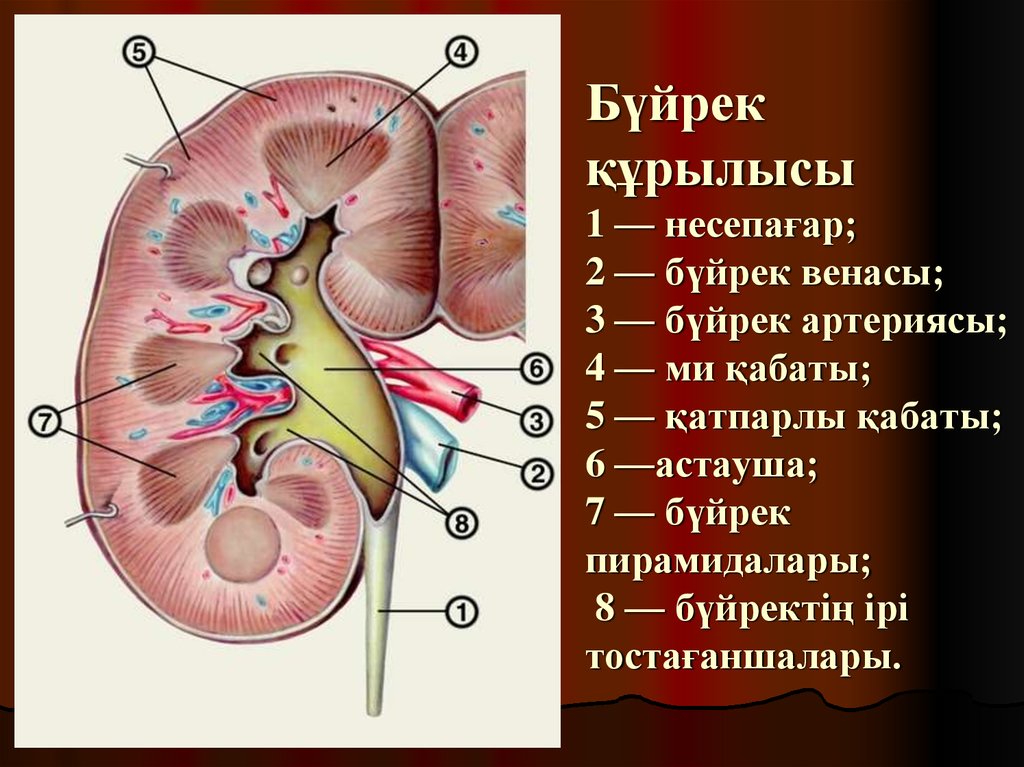 Презентация несеп тас ауруы