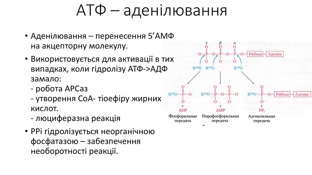 Транскрипция атф. АТФ аденозинтрифосфат препарат. АТФ уколы для внутримышечного введения. Причины макроэргичности АТФ.