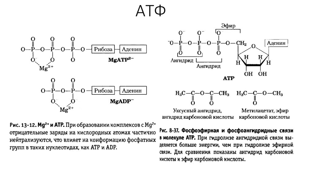 Атф л. АТФ + Д-рибоза. АТФ С магнием формула. АТФ биохимия. Строение АТФ гидролиз.