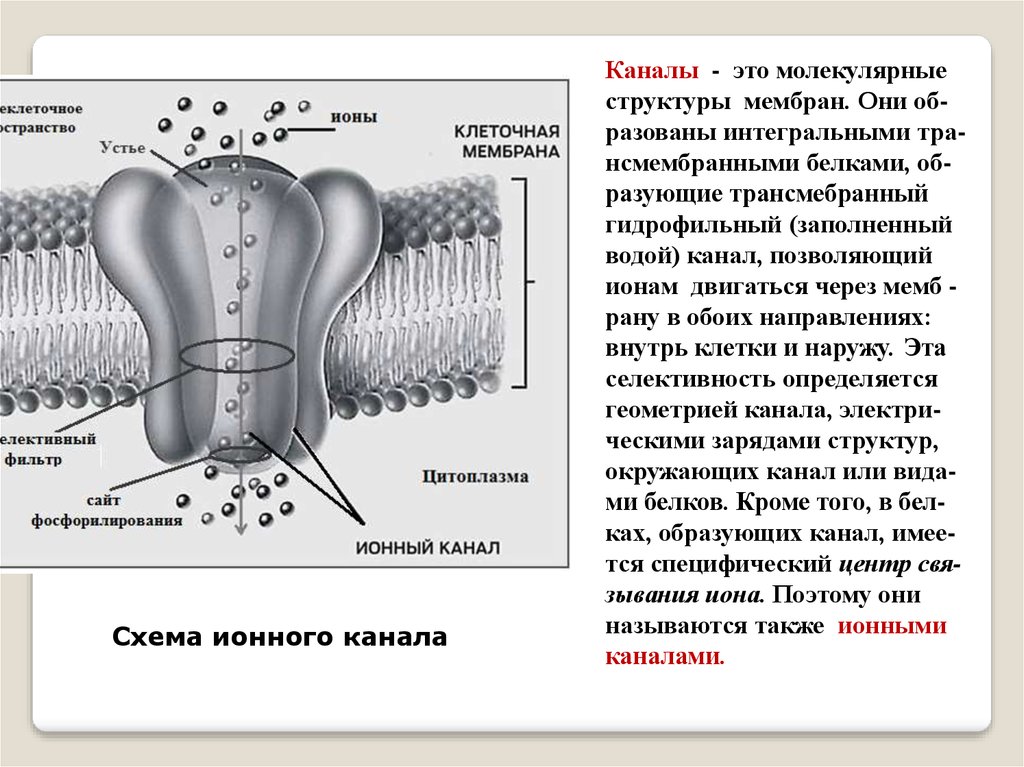 Каналы мембраны. Элементы строения ионного канала. Строение ионного канала мембраны. Строение мембраны клетки ионный канал. Молекулярная конструкция ионного канала.