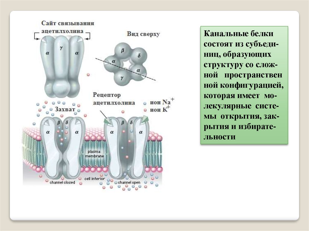 Транспорт веществ у червей