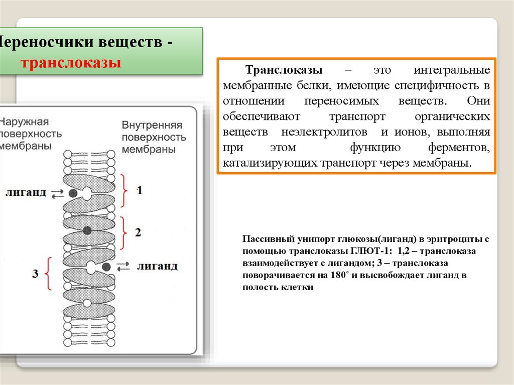 Атф ферменты белки. Классификация ферментов транслоказы. 7 Класс ферментов транслоказы. Транслоказы биохимия. АТФ транслоказа.