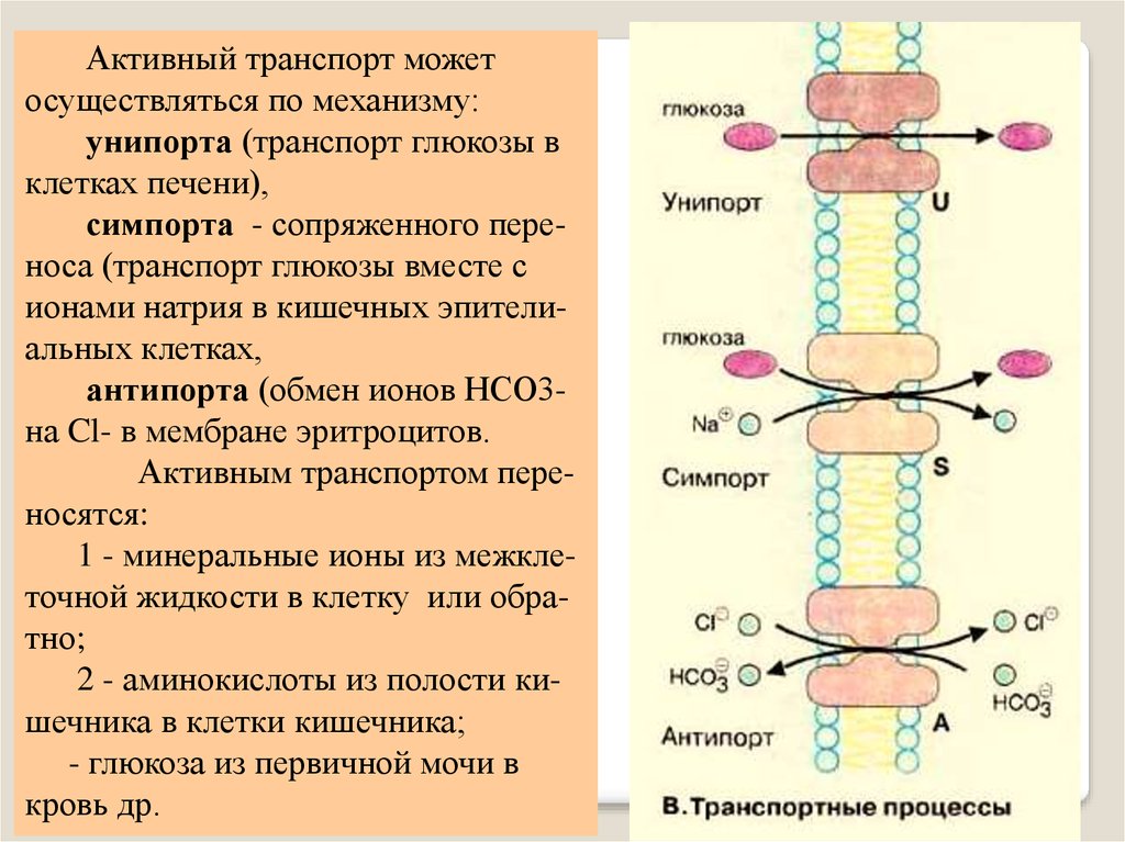 Возможен ли одновременный трансмембранный перенос ионов калия и натрия по схеме унипорта