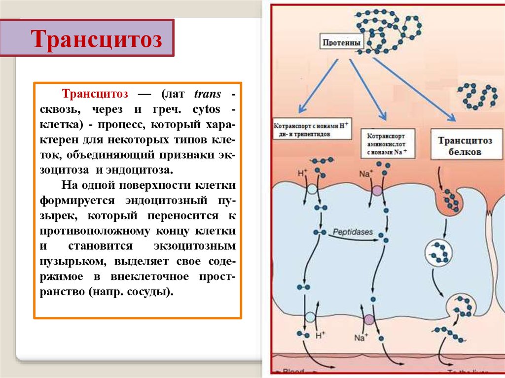 Транспорт веществ осуществляет. Трансцитоз это физиология. Транспортная функция мембран трансцитоз. Трансцитоз это микробиология. Схема трансцитоза.