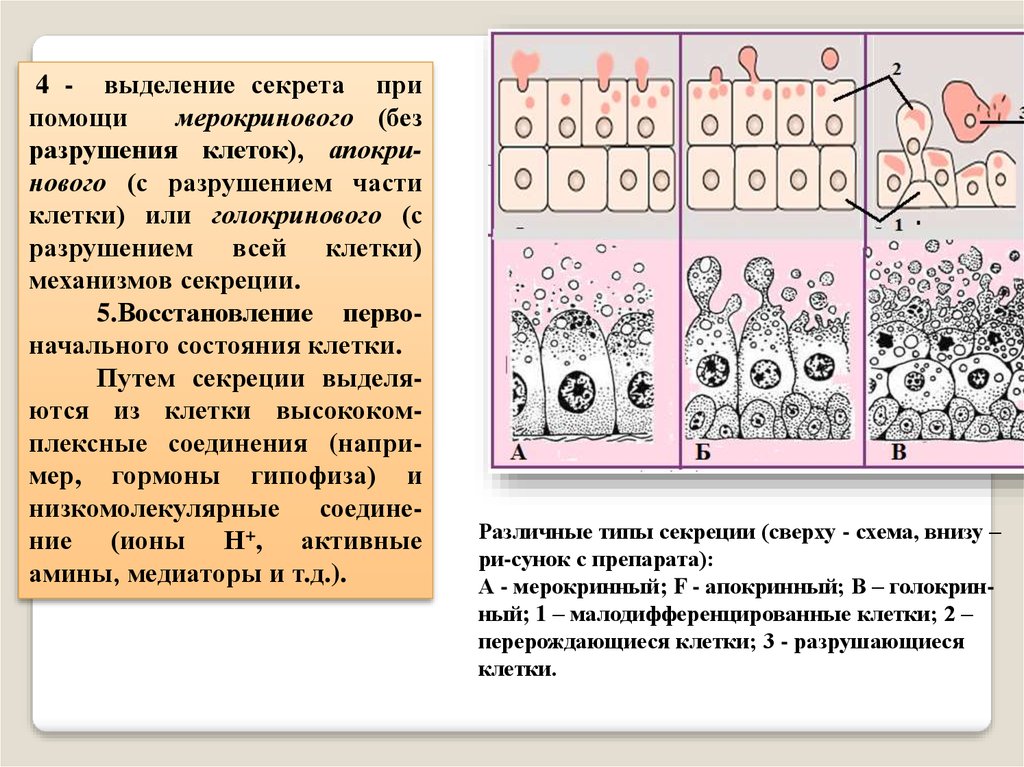 Типы секреции. Апокриновый мерокриновый и голокриновый Тип секреции. Апокринный Тип секреции. Железы мерокринового типа. Голокриновый Тип секреции характерен для.