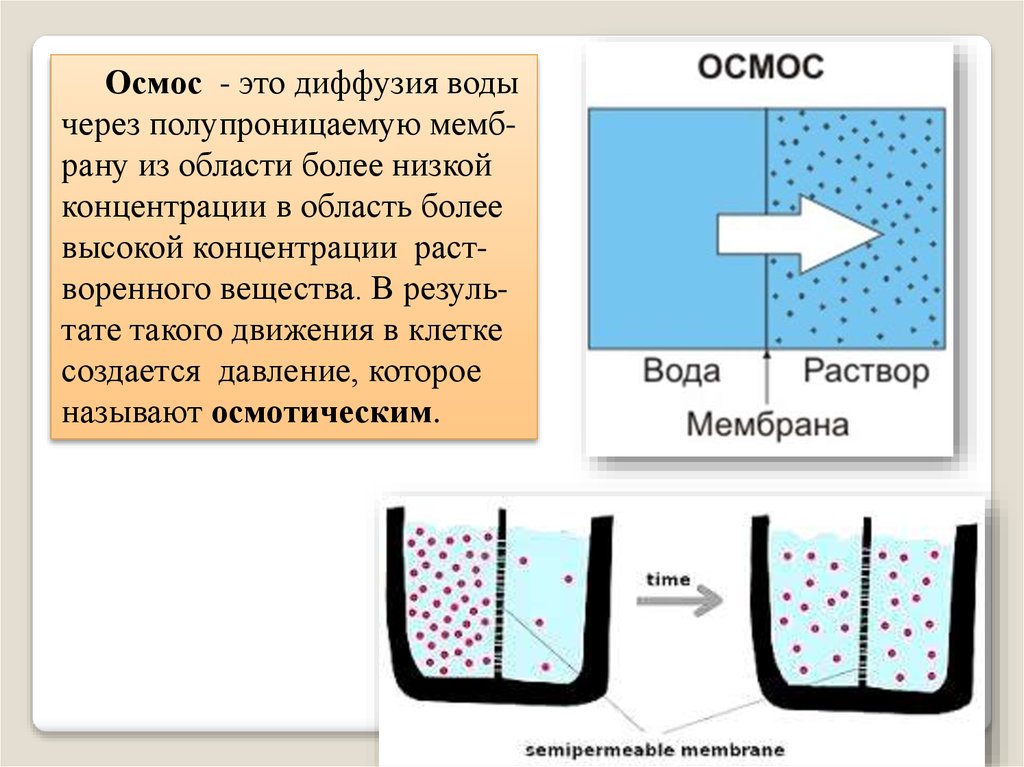 Давление и движение воды. Осмос и осмотическое давление. Осмос в мембране клетки схема. Осмос через мембрану клетки.