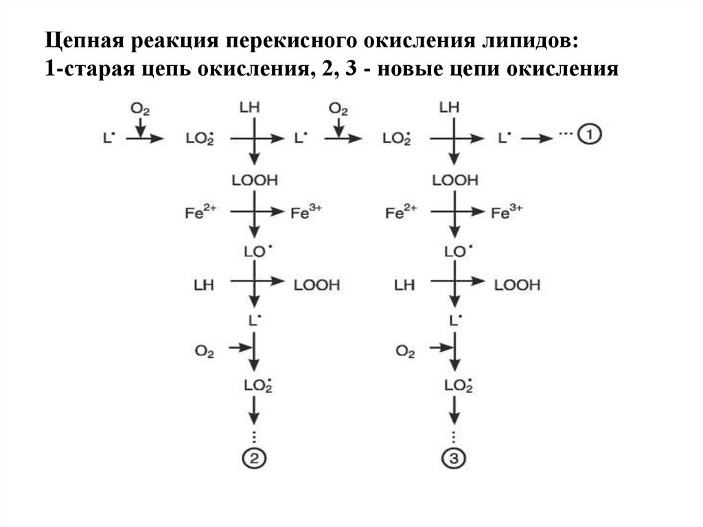 Липиды окисляются в результате. Реакции перекисного окисления липидов. Схема реакций перекисного окисления липидов. Схема роста цепи перекисного окисления липидов. Схема перекисного окисления липидов биохимия.