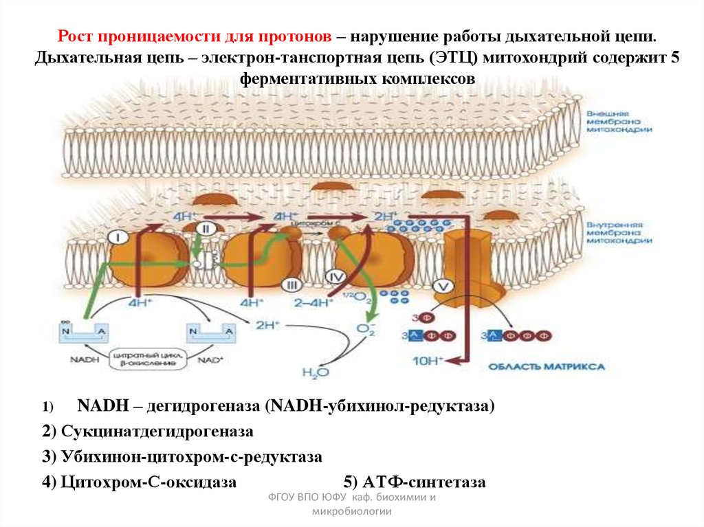 Составить схему участия усиленного перекисного окисления липидов в развитии патологии нейронов