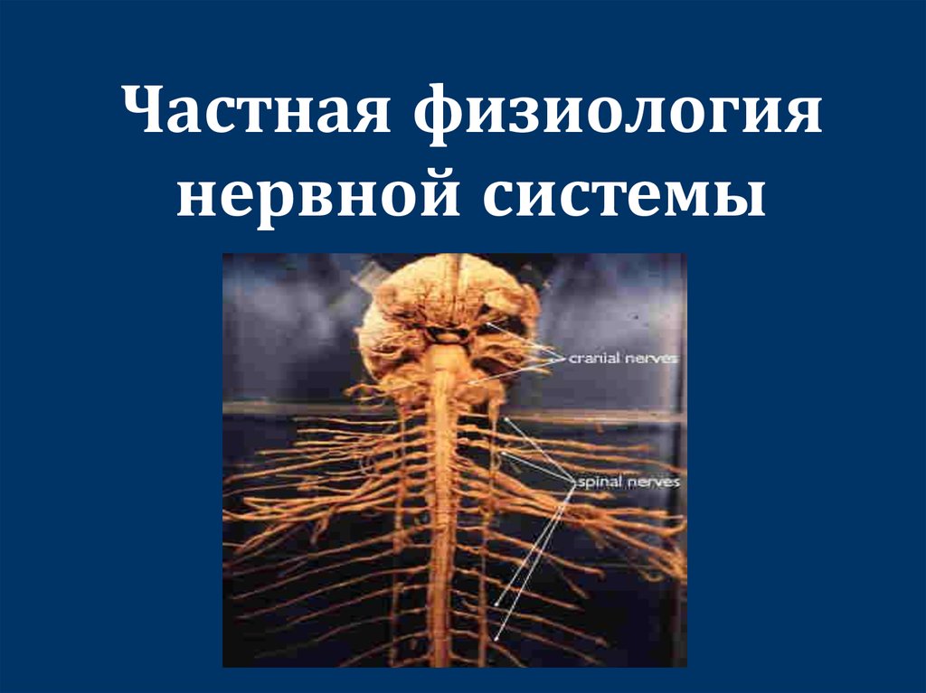 Нервная система 9 класс презентация. Физиология нервной системы. Физиологическая нервная система. Анатомия и физиология нервной системы. Физиология нервной системы презентация.