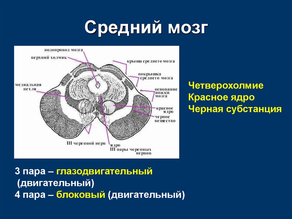 Ножки мозга отдел. Функция верхних Бугров четверохолмия головного мозга. Средний мозг красное ядро черная субстанция. Схема расположения ядер среднего мозга. Средний мозг строение красные ядра.