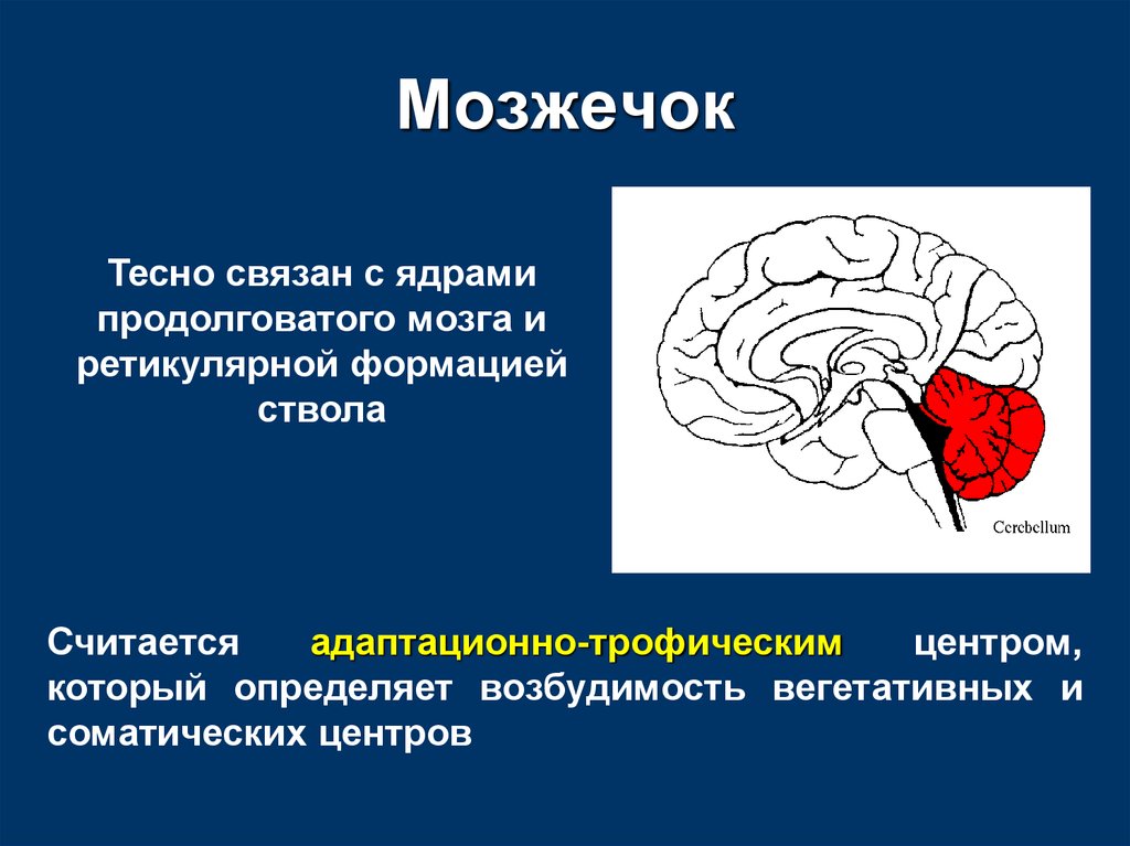 Центр мозжечка. Ретикулярная формация продолговатого мозга. Нервные центры мозжечка. Ядра ретикулярной формации продолговатого мозга. Ретикулярная формация мозжечка.