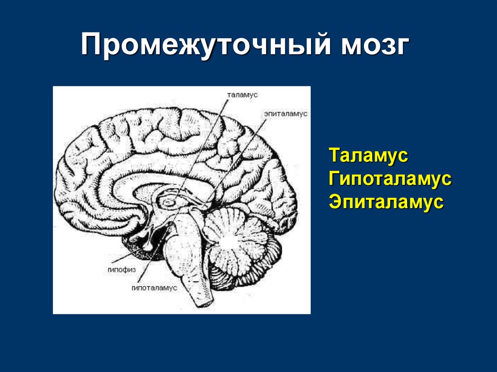 Промежуточный рисунок. Головной мозг анатомия промежуточный мозг. Промежуточный мозг строение таламус и гипоталамус. Зрительный бугор головного мозга анатомия. Таламус гипоталамус эпиталамус метаталамус.