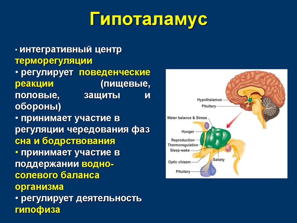 Центр терморегуляции у человека. Гипоталамус высший центр регуляции эндокринных функций. Головной мозг гипоталамус. Нейромедиаторы гипоталамуса. Функции отделов головного мозга гипоталамус.