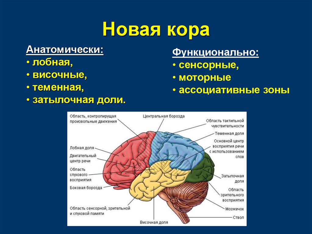 Значения коры мозга. Строение древней коры головного мозга.