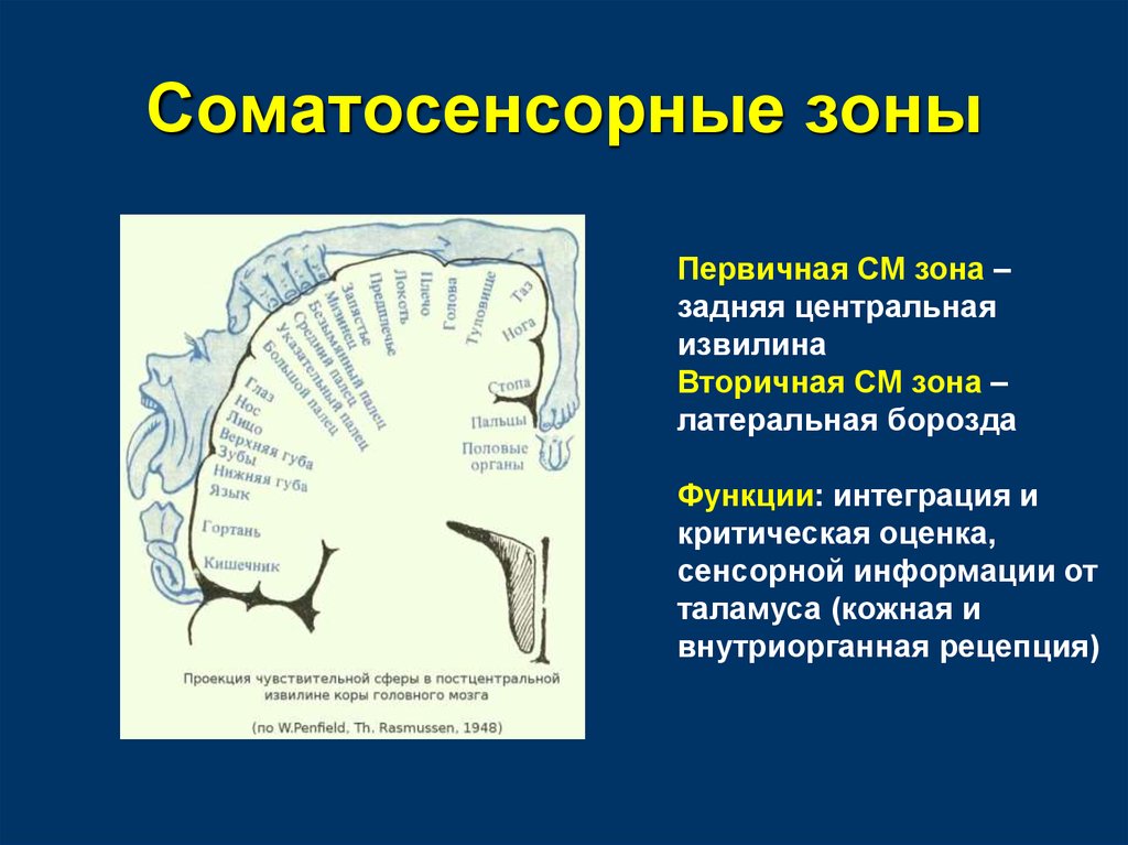 Соматосенсорная температура. Первичная Соматосенсорная зона.