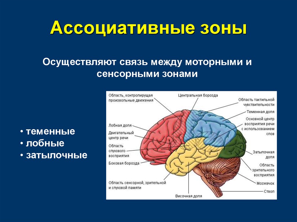 В каком отделе мозга расположены центры обеспечивающие. Ассоциативная зона коры головного мозга. Ассоциативные зоны коры больших полушарий. Первичные проекционные зоны коры головного мозга.