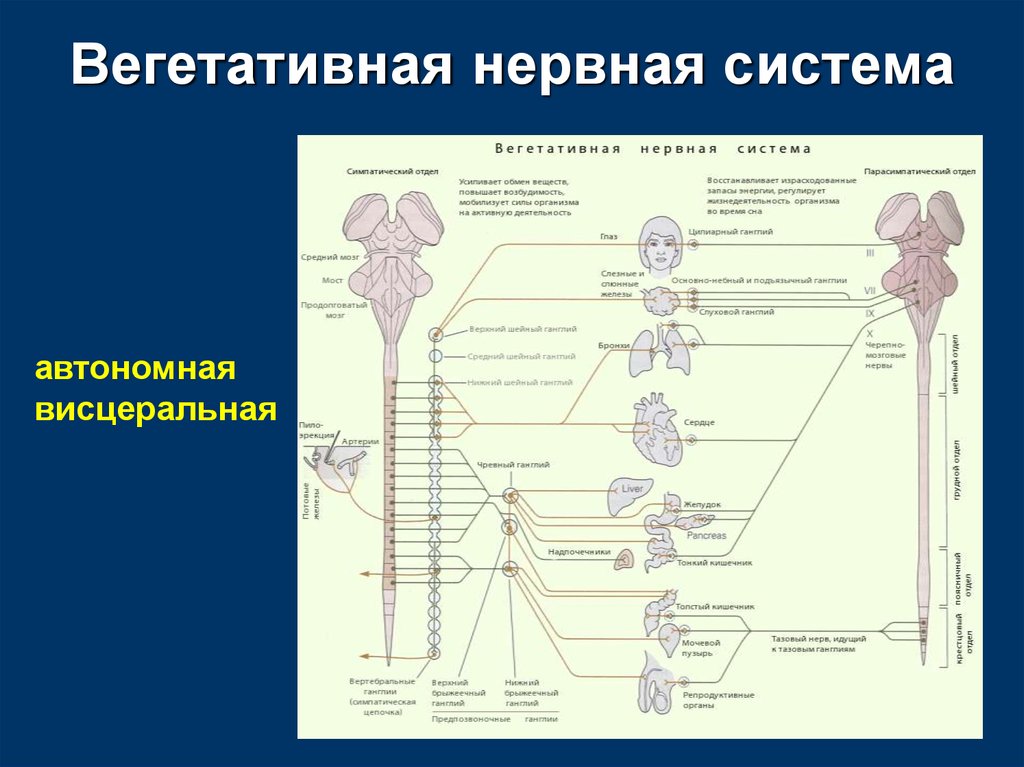 Общий план строения автономной нервной системы