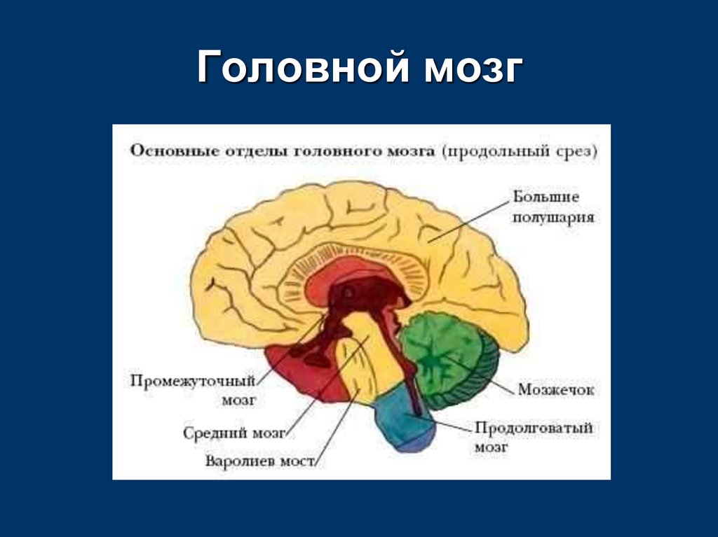 Общий мозг. Основные отделы головного мозга на продольном срезе. Основные отделы мозга рисунок. Строение головного мозга человека. Общий план строения головного мозга человека.