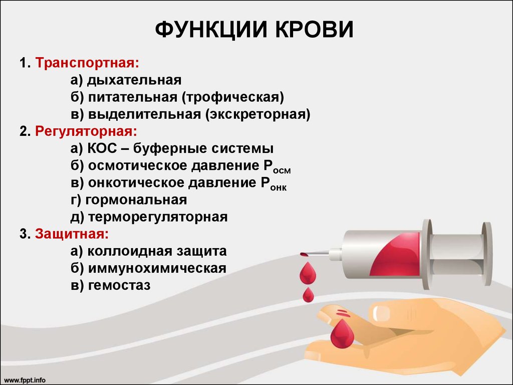 Функции крови презентация