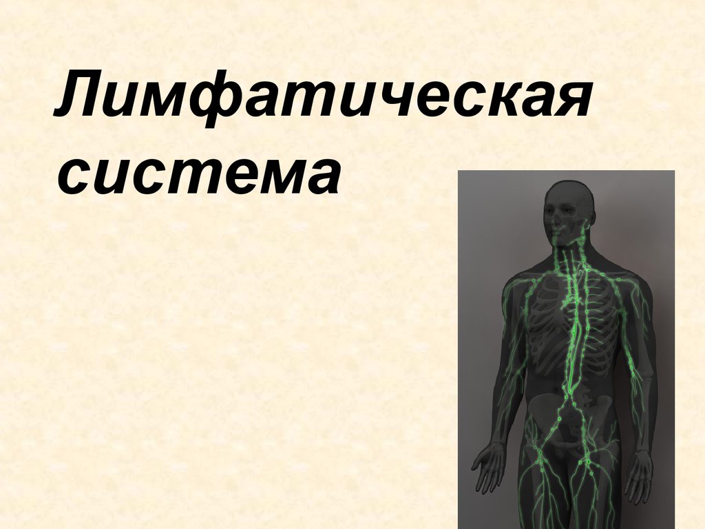 Лимфатическая система человека презентация