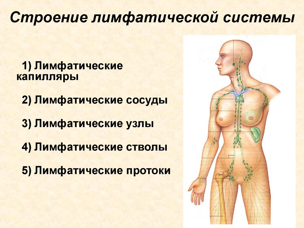 Лимфоузлы что это такое. Лимфатическая система человека анатомия движение лимфы. Структура лимфатической системы схема. Схема строения лимфоидной системы человека. Строение и функции лимфатической системы.