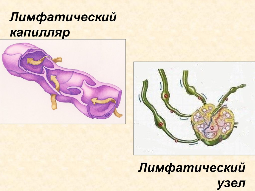 Лимфатический сосуд рисунок