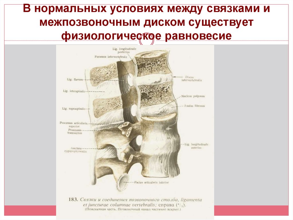 Тип соединения позвонков в позвоночнике