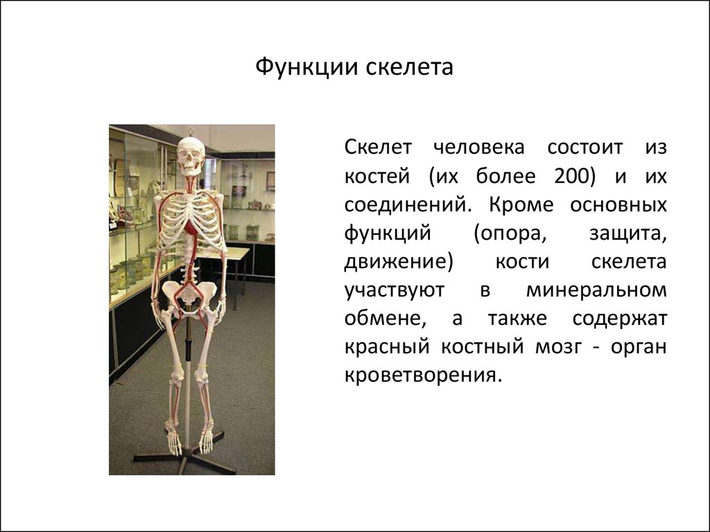 Скелет участвует в обмене. Опора и движение кости скелета. Интересные факты на тему опора тела и движение. Функции костей скелета человека. Функции скелета презентация.