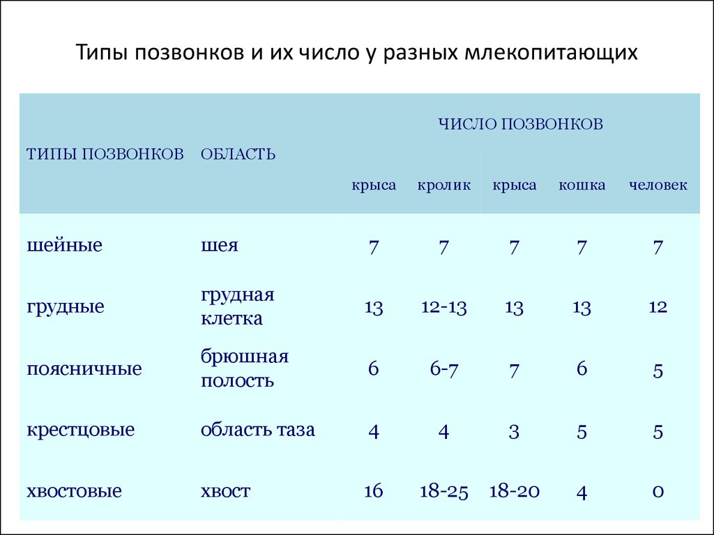 Типы позвонков