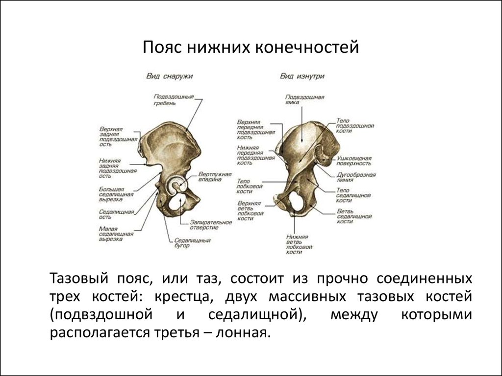Кости таза строение соединение. Кости пояса нижних конечностей анатомия. Строение скелета человека пояс нижних конечностей. Пояс нижней конечности тазовая кость. Анатомия костей пояса нижней конечности.