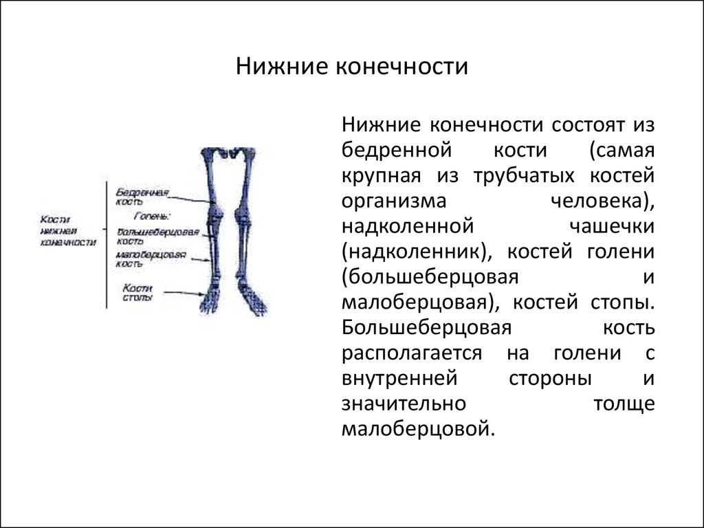 Голень состоит из одной кости