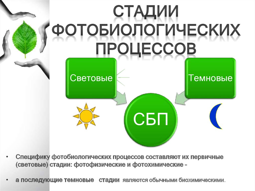 Фотобиологические процессы. Основные определения - презентация онлайн