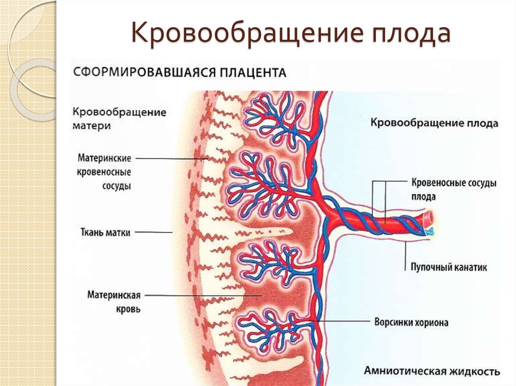 Сосуды плода рисунок