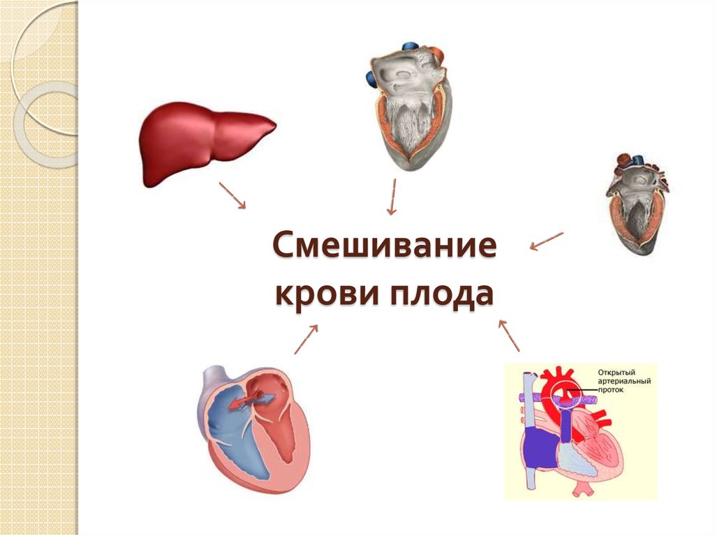 Презентация мать плацента плод