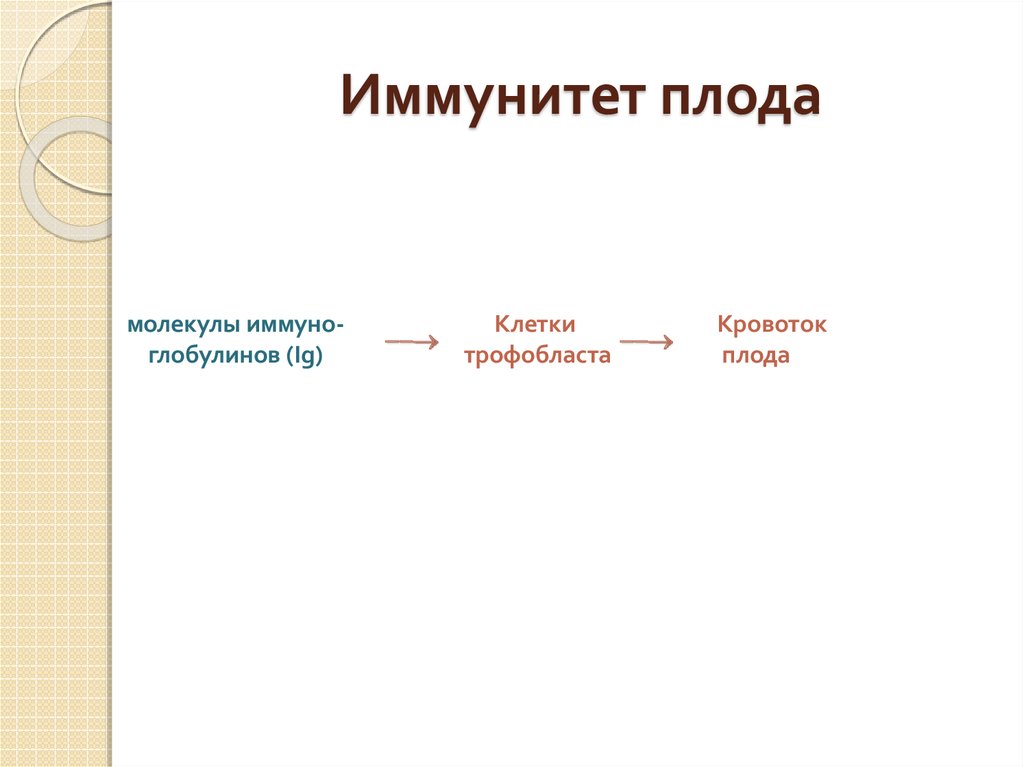 Презентация мать плацента плод