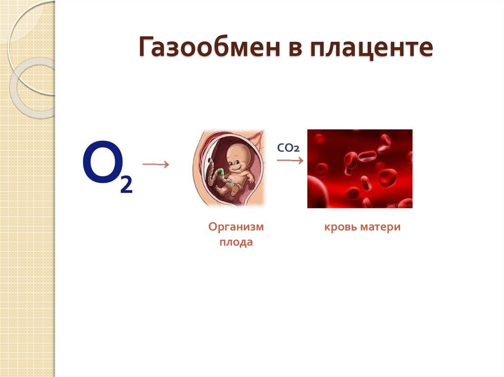 Презентация мать плацента плод