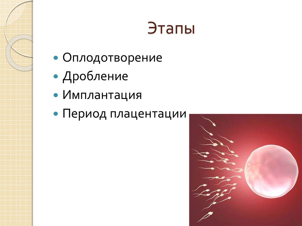 4 стадии оплодотворения. Оплодотворение дробление имплантация. Периоды дробления имплантации. Вывод по оплодотворению и дроблению. Оплодотворение дробление миграция и имплантация.