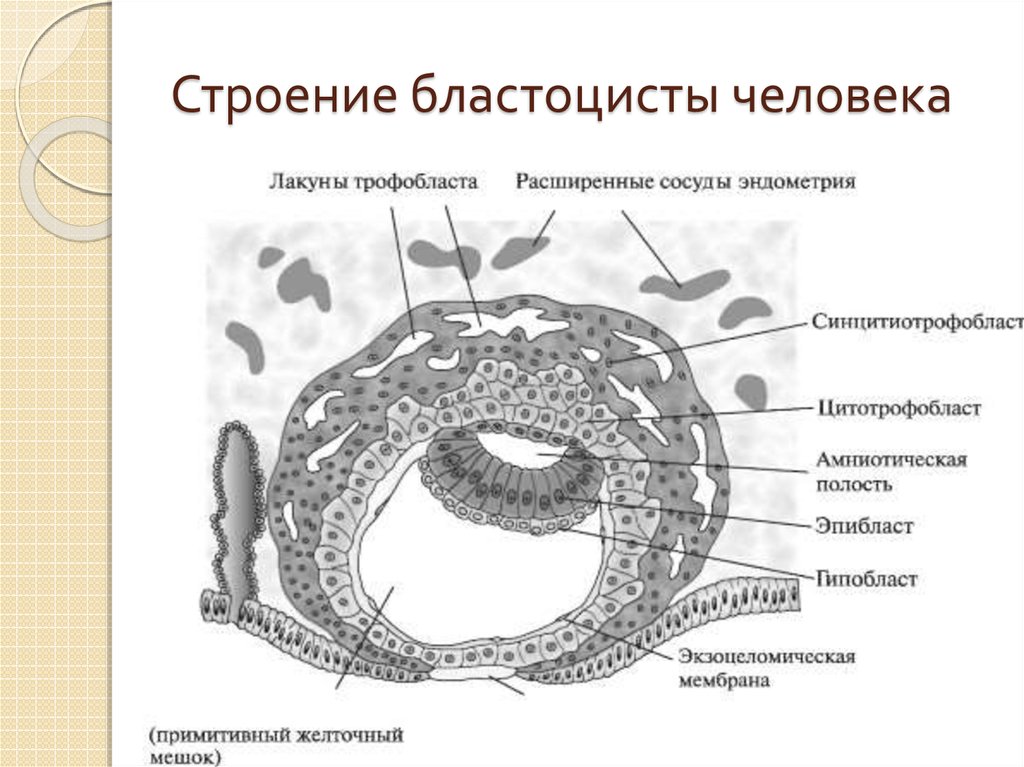 Трофобласт это. Бластоциста человека схема. Бластоциста строение. Бластоциста человека строение. Бластоциста эмбриобласт трофобласт эпибласт гипобласт схема.