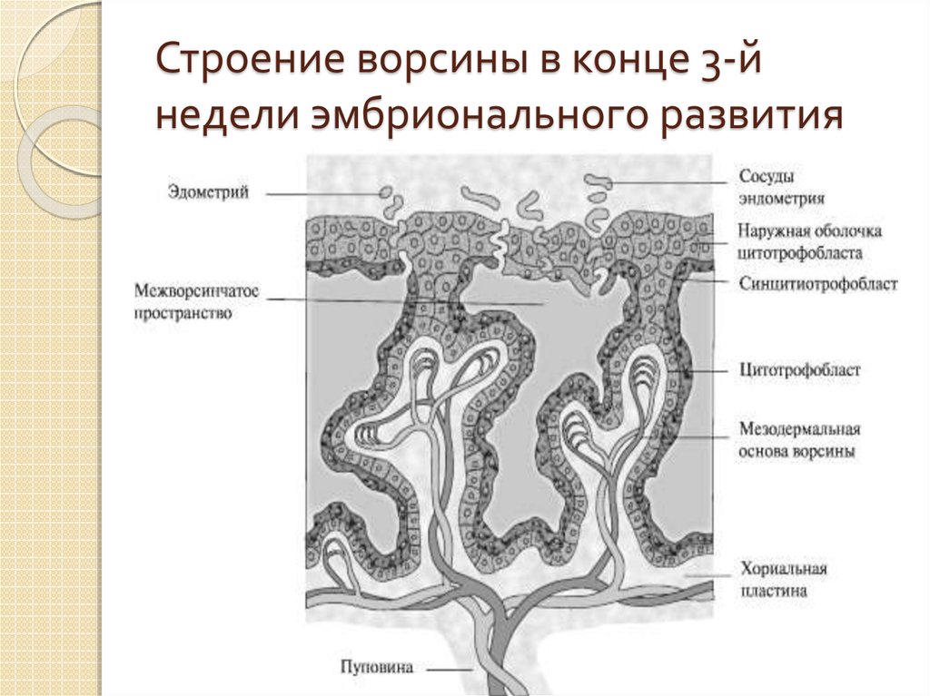 Плодная часть плаценты рисунок