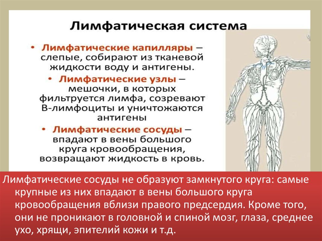 Лимфа включает. Функции лимфатической системы. Кровеносная и лимфатическая системы. Общая анатомия лимфатической системы. Роль лимфатической системы.
