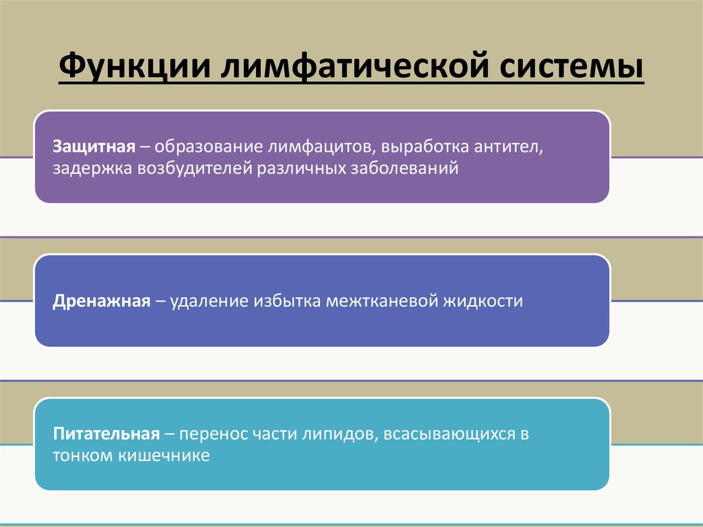 Функции лимфатической системы. Функции лимфатической систеи. Функции лимфатической стмтпмы. Лимфатичскаясистема функции.