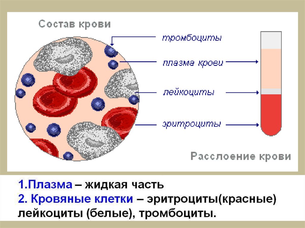 Состав крови картинка