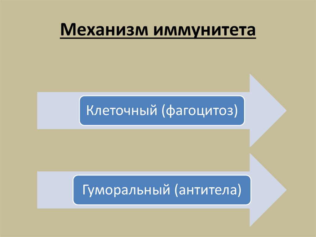 Механизм иммунитета