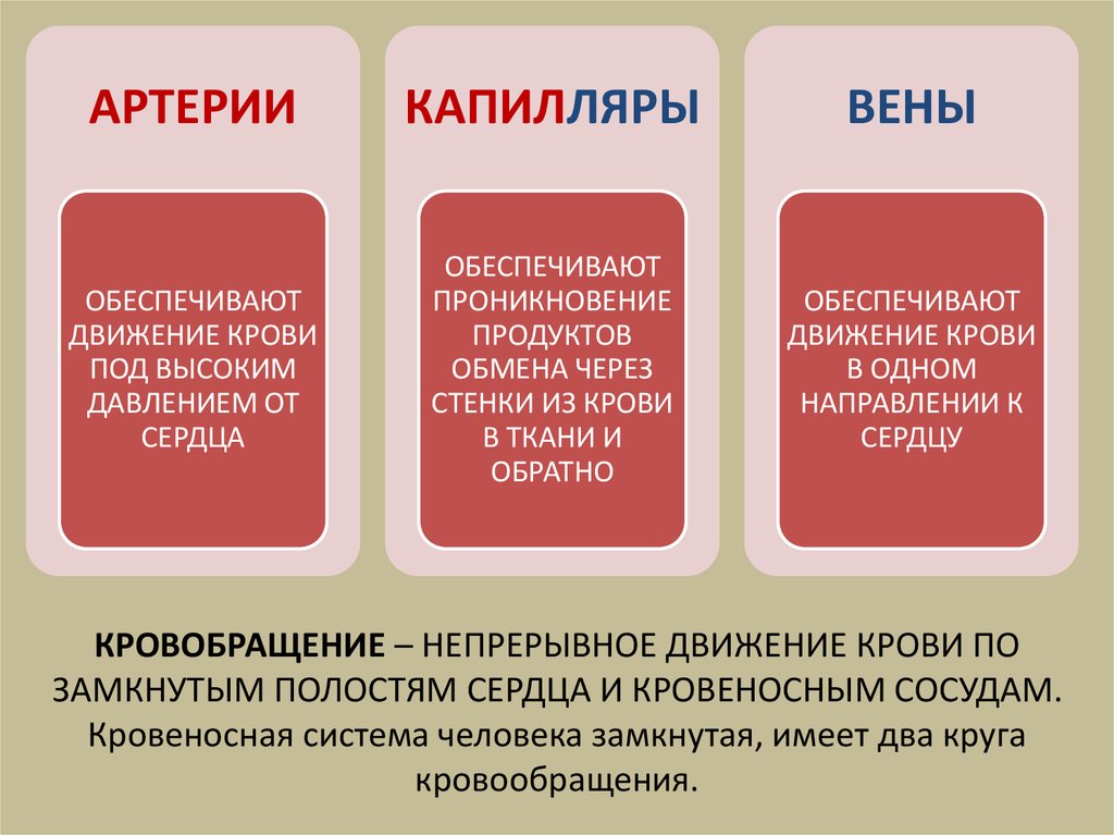 КРОВОБРАЩЕНИЕ – НЕПРЕРЫВНОЕ ДВИЖЕНИЕ КРОВИ ПО ЗАМКНУТЫМ ПОЛОСТЯМ СЕРДЦА И КРОВЕНОСНЫМ СОСУДАМ. Кровеносная система человека замкнутая, и