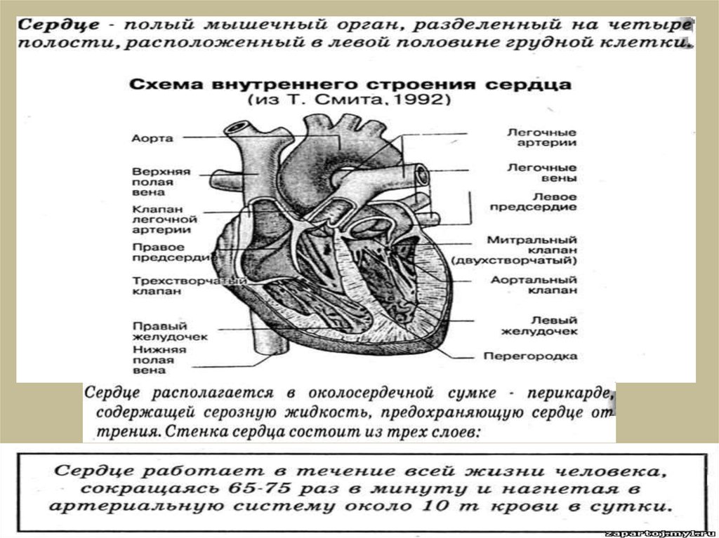 Схема строения сердца человека схема